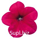 петуния (Petunia hybrida ). Celebrity . Rose