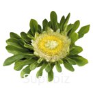 Астра (Callistephus chinensis ). Hulk.