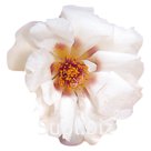 Портулак крупноцветковый (Portulaca grandiflora). Sundial . Cream