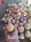 Лук с поля или со склада