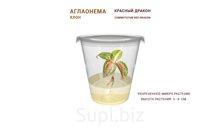 АГЛАОНЕМА  COMMUTATUM RED DRAGON (КРАСНЫЙ ДРАКОН)