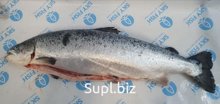 Лосось охлажденный, INARCTICA, МУРМАНСК. Потрошеный с головой: 7-8 ord