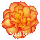 Бегония (Begonia tuberhybrida ). Nonstop. Fire