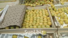 Абрикос с ветки, 1,2,3сорта без посредников. 100% натуральный продукт из Кыргызстана. От 20 000кг и выше.