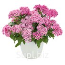 Пентас (Pentas lanceolata ). Graffiti® 20/20 . Flirty Pink