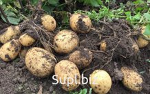 Картофель