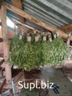 Продам березовые веники хорошего качества. Веники вязанные лето 2022 года-отличные! По цене возможно договорится. Так же готов заключить контракт, договор на с…