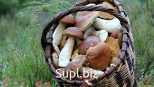 Продам Грибы оптом