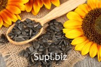 Сырые семечки оптом, Калибр 40