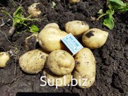 Картофель молодой сорта Ривьера и Коломбо
