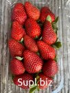 Свежая клубника из Египта