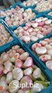 Продам чеснок урожай 2024.