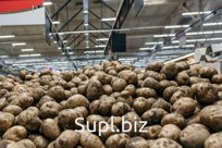 Продам картофель продовольственный