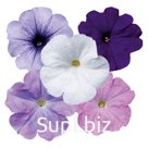 петуния (Petunia hybrida ). Celebrity . Niagara Mix