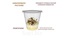 АКВАРИУМНОЕ РАСТЕНИЕ (РОЗЕТОЧНОЕ) ЭХИНОДОРУС ГОРЕМАНА КРАСНЫЙ (ECHINODORUS HOREMANII RED)