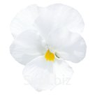 Виола (Viola cornuta ). Admire. White