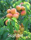 Абрикос Prúnus armeníaca Монастырский (6 лет)