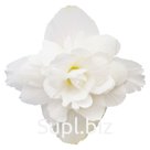 Бегония (Begonia tuberhybrida ). Illumination. White