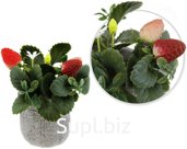Decorative plant Strawberry in a pot. Size: 12x10x13.5 cm.