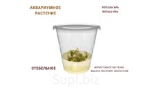 АКВАРИУМНОЕ РАСТЕНИЕ (СТЕБЕЛЬНОЕ) РОТАЛА ХРА (ROTALA H'RA)