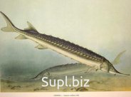 Рыба