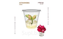 АГЛАОНЕМА РУЙИ РЕД (RUYI RED)